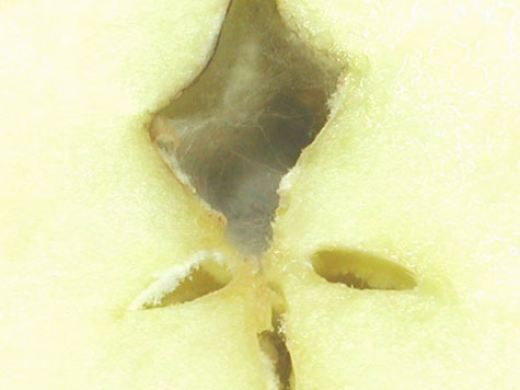 Apples-cavity