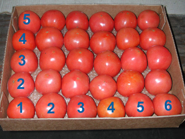 Tomato Grading Chart