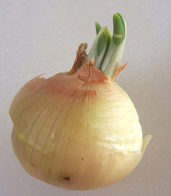Onion Sprouts
