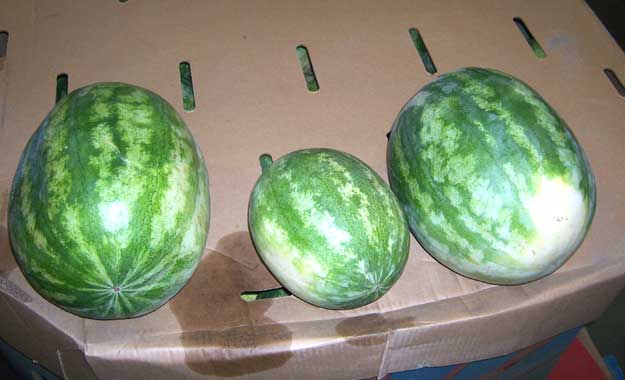 How Much Does a Watermelon Weigh? 