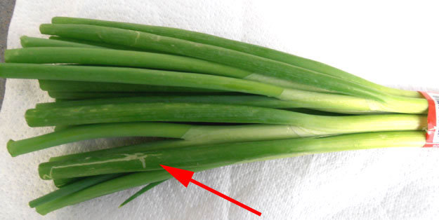 Green Onions Insect Damage International Produce Training,Nasturtium In Pots