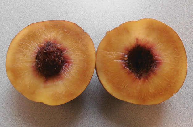 Nectarines- Internal Discoloration