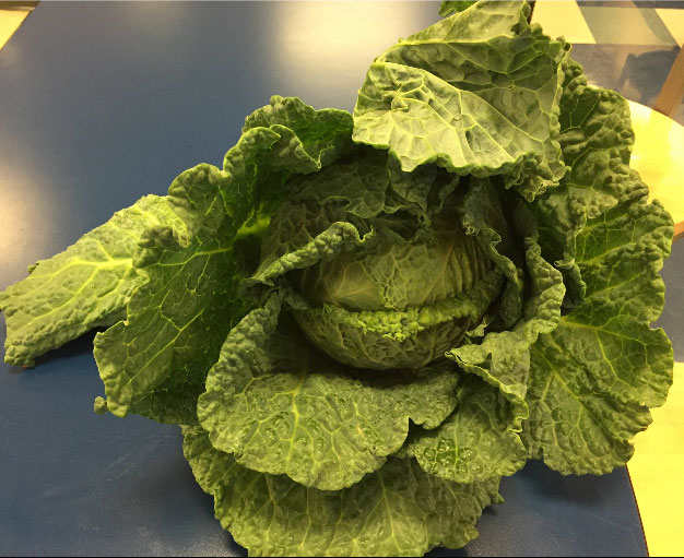 Cabbage-1