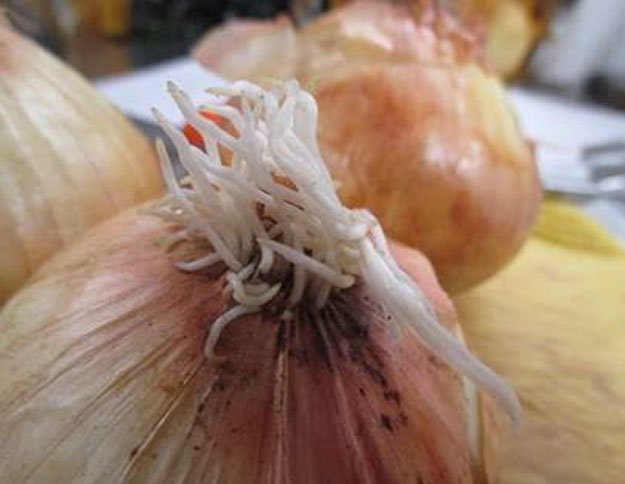 Onion New Root Growth International Produce Training