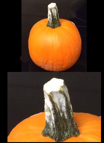 Pumpkin-mold