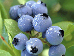 blueberries