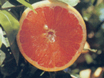 grapefruit