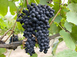 grapes