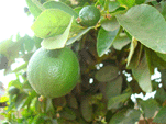 limes