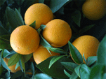 california oranges