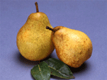 pears