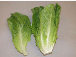 romaine