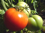 tomatoes